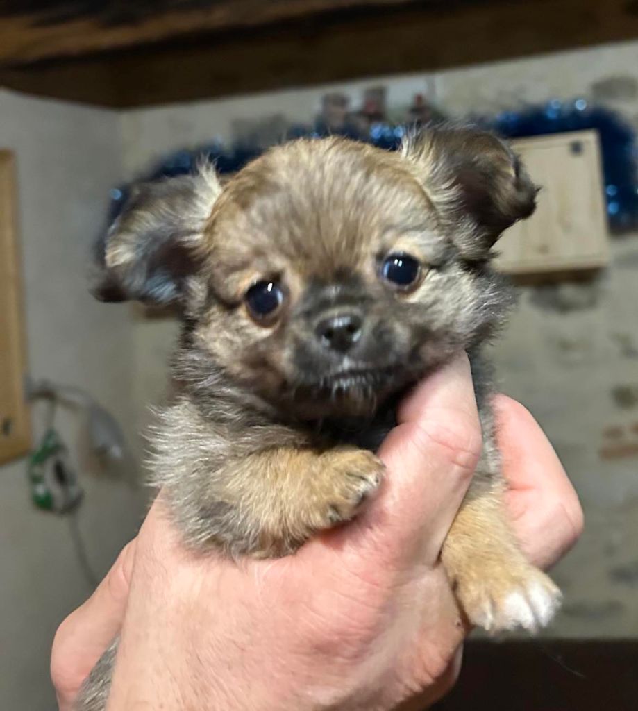 du Clan d'Adonis - Chiot disponible  - Chihuahua