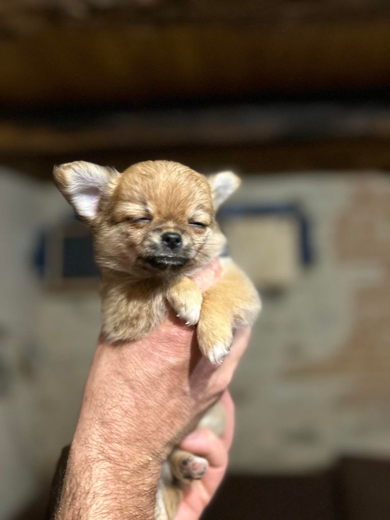 du Clan d'Adonis - Chiot disponible  - Chihuahua