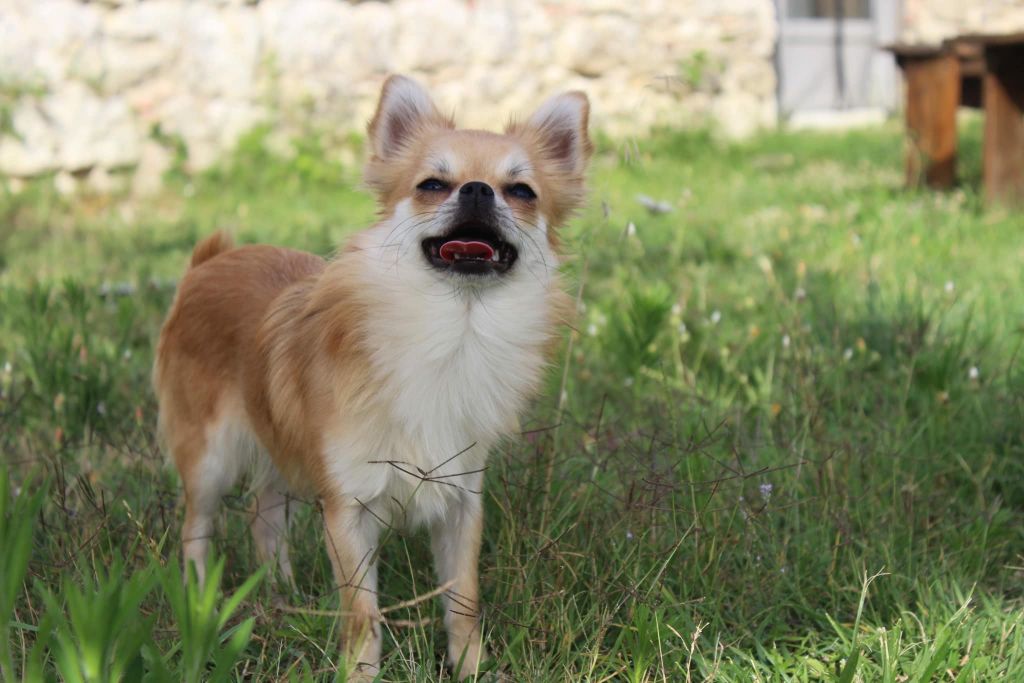 chiot Chihuahua du Clan d'Adonis