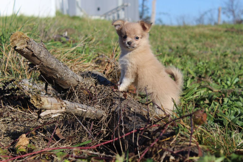 du Clan d'Adonis - Chiot disponible  - Chihuahua