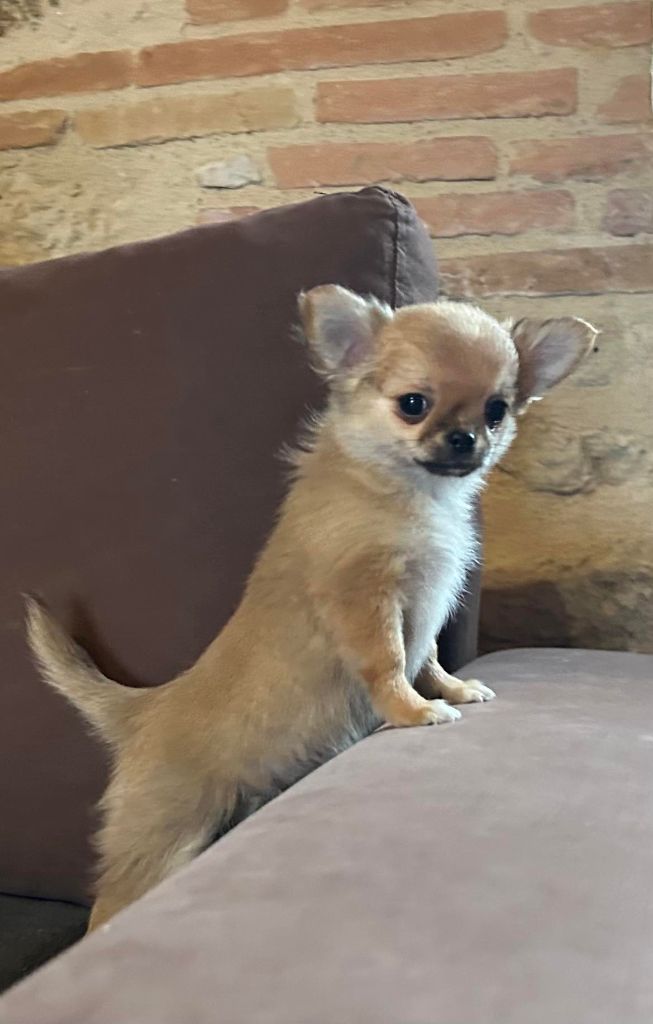 du Clan d'Adonis - Chiot disponible  - Chihuahua