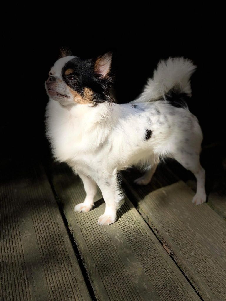 Scarlett De L'Opale De Feu