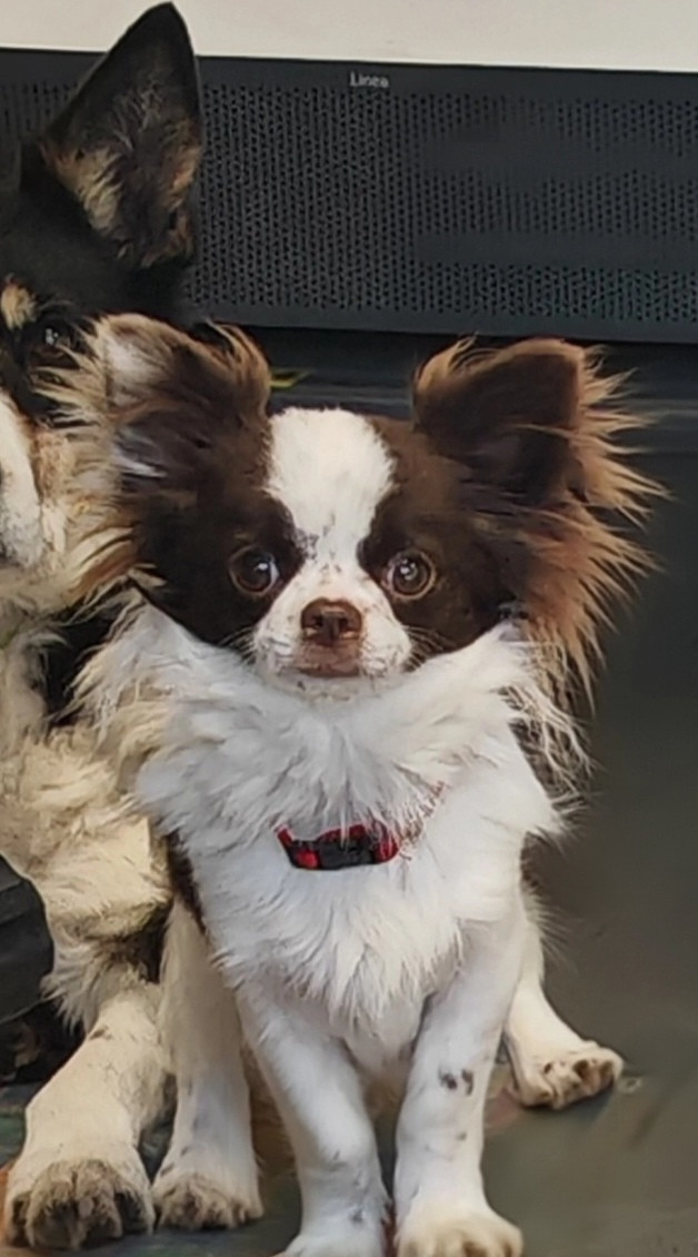 Adonis De La Cité Des Conquistadores