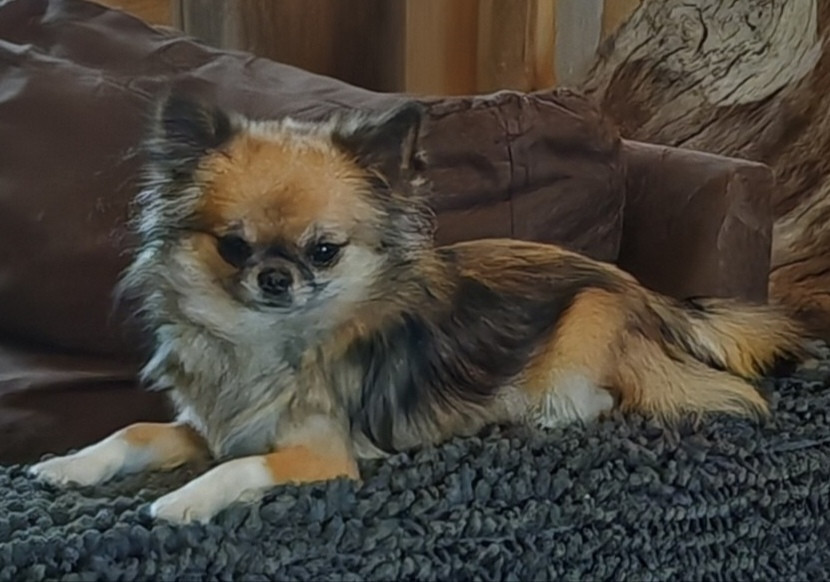 Vi-ai-pi du Clan d'Adonis