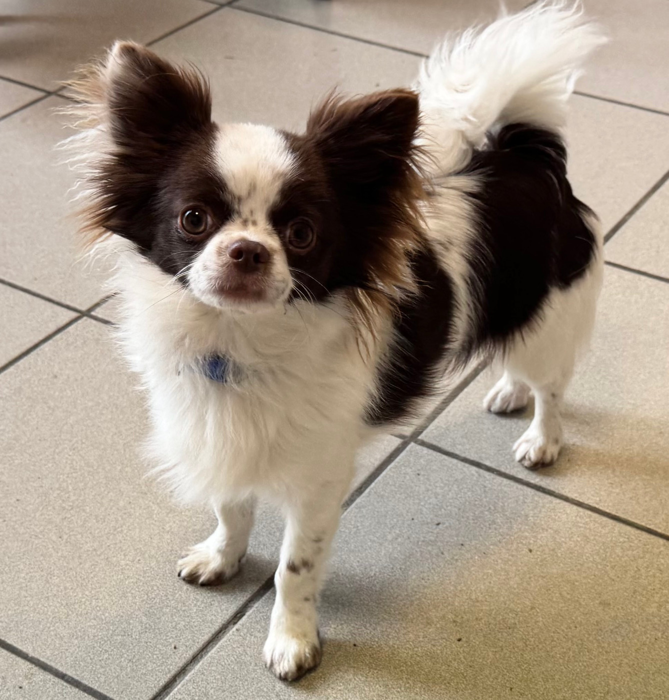 Adonis De La Cité Des Conquistadores