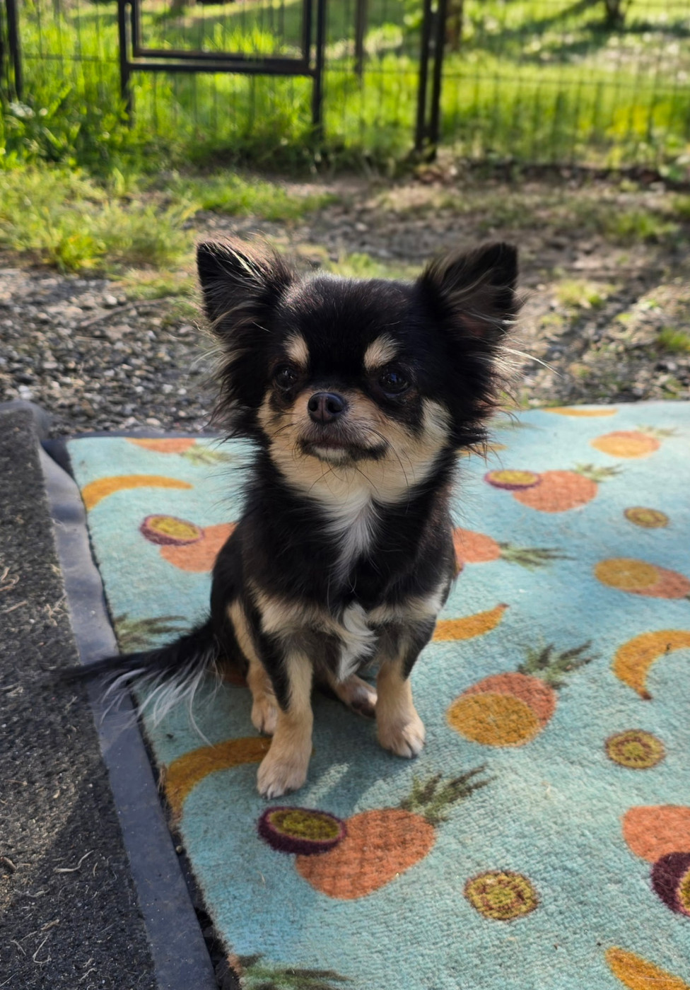 Verry good girl du Clan d'Adonis