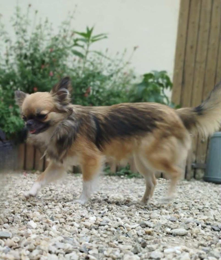 Vi-ai-pi du Clan d'Adonis