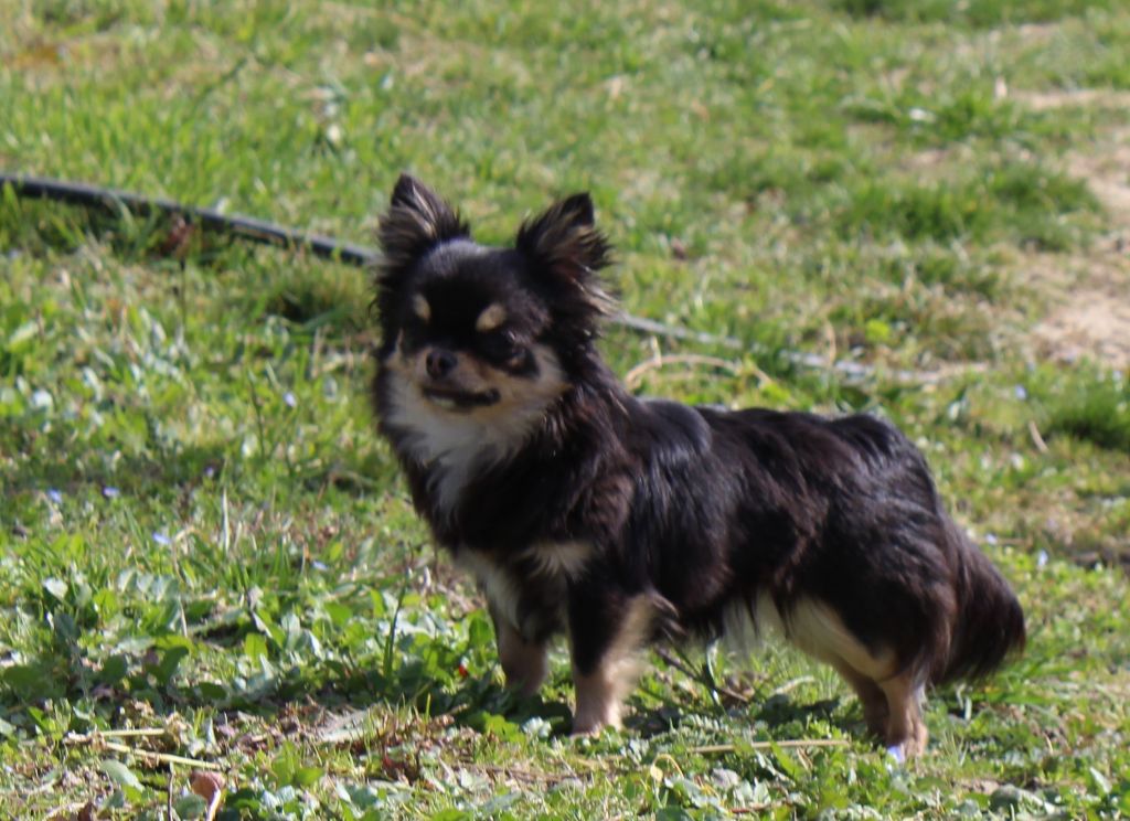 Verry good girl du Clan d'Adonis