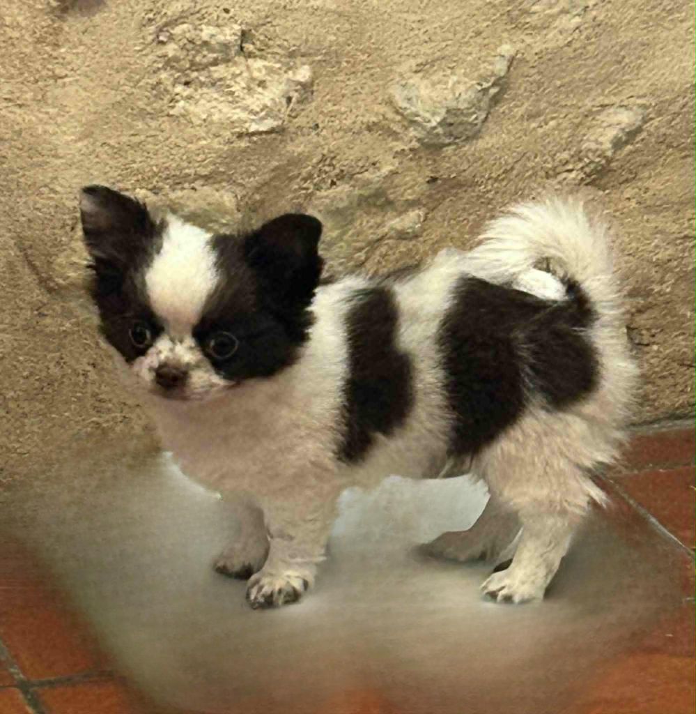 Adonis De La Cité Des Conquistadores