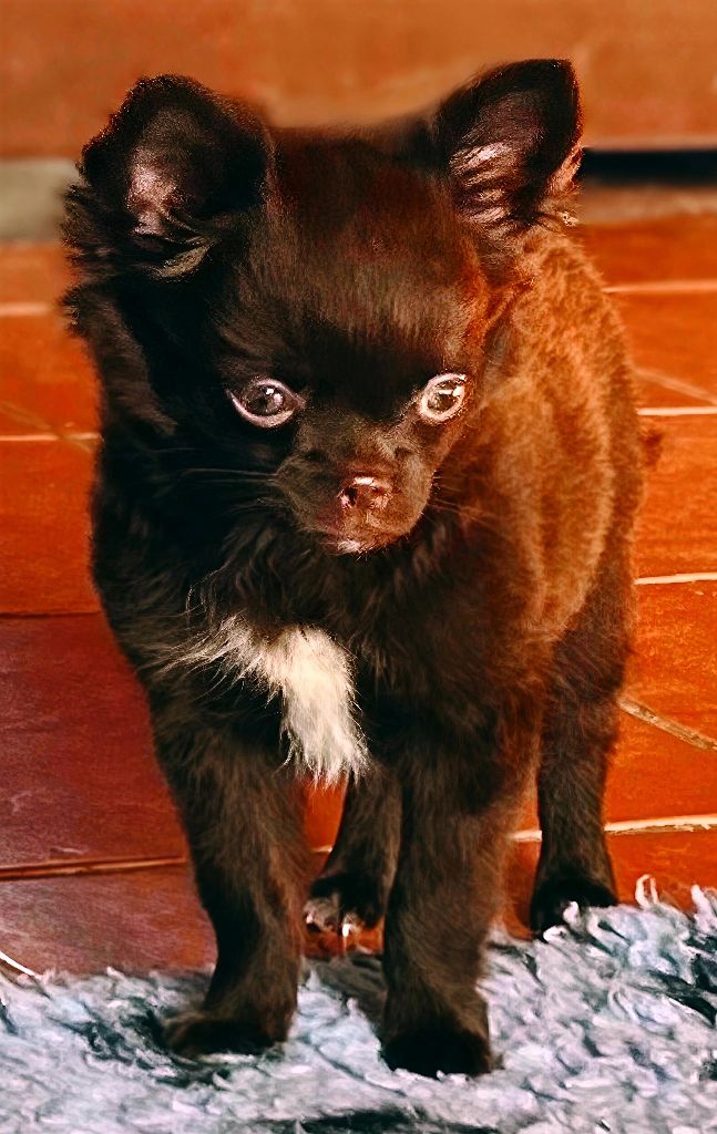 Apollon Les Anges De Sidonie