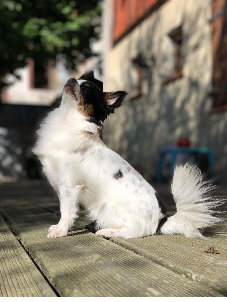 Scarlett de l'Opale de feu