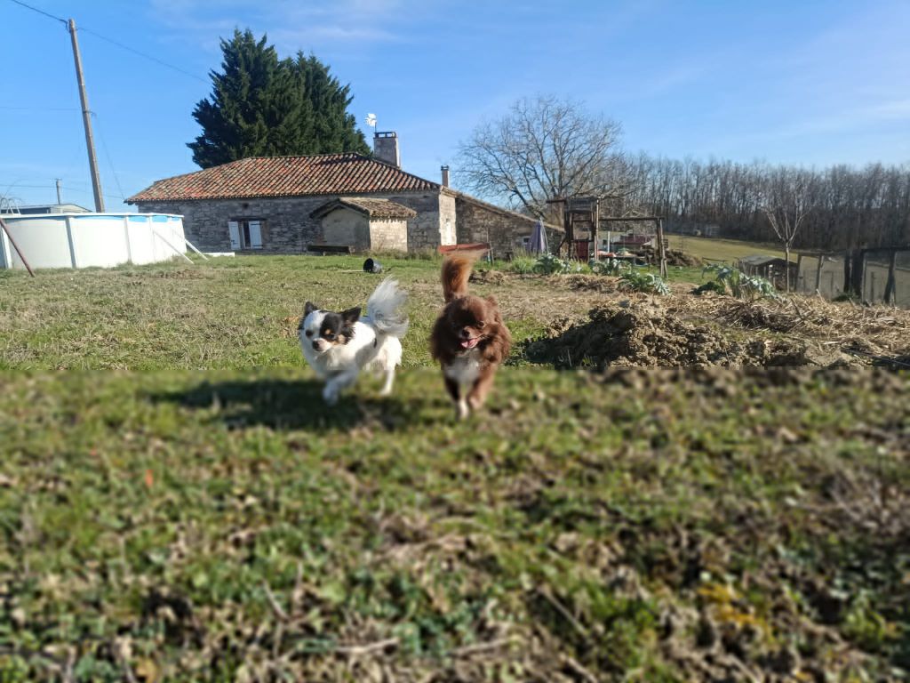 Portée SHOCA / Scarlett