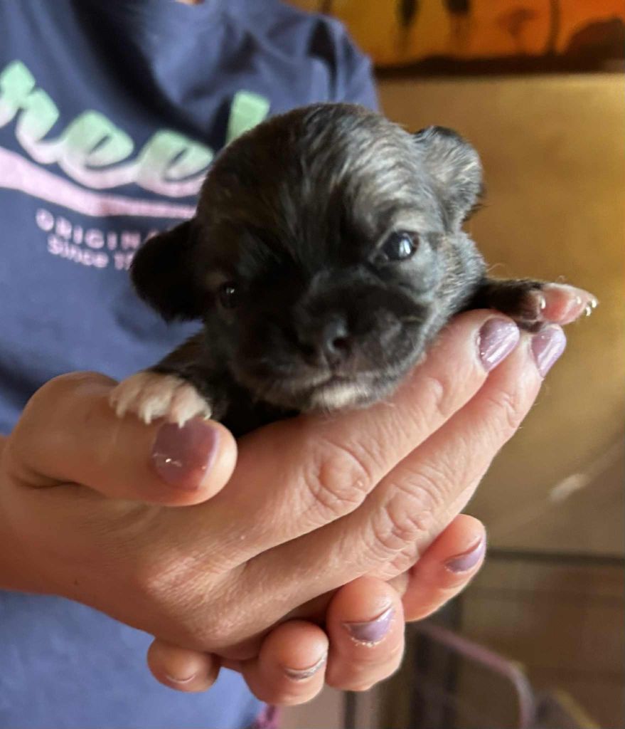 du Clan d'Adonis - Chiots disponibles - Chihuahua