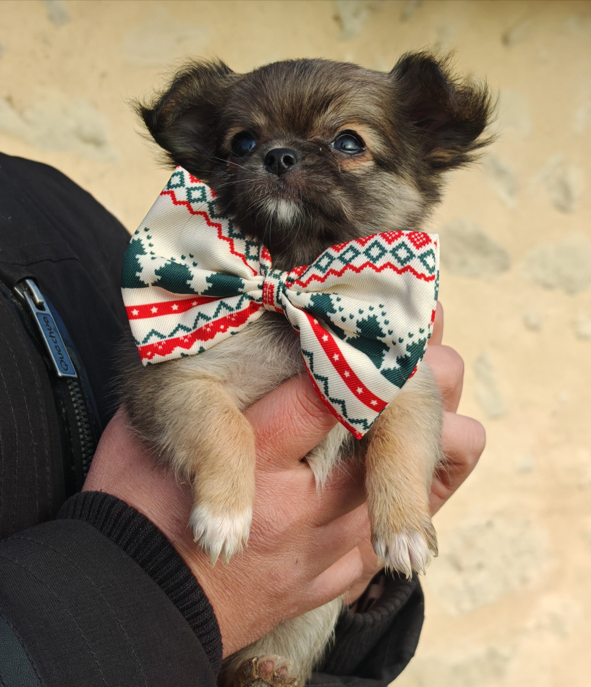 du Clan d'Adonis - Chiots disponibles - Chihuahua