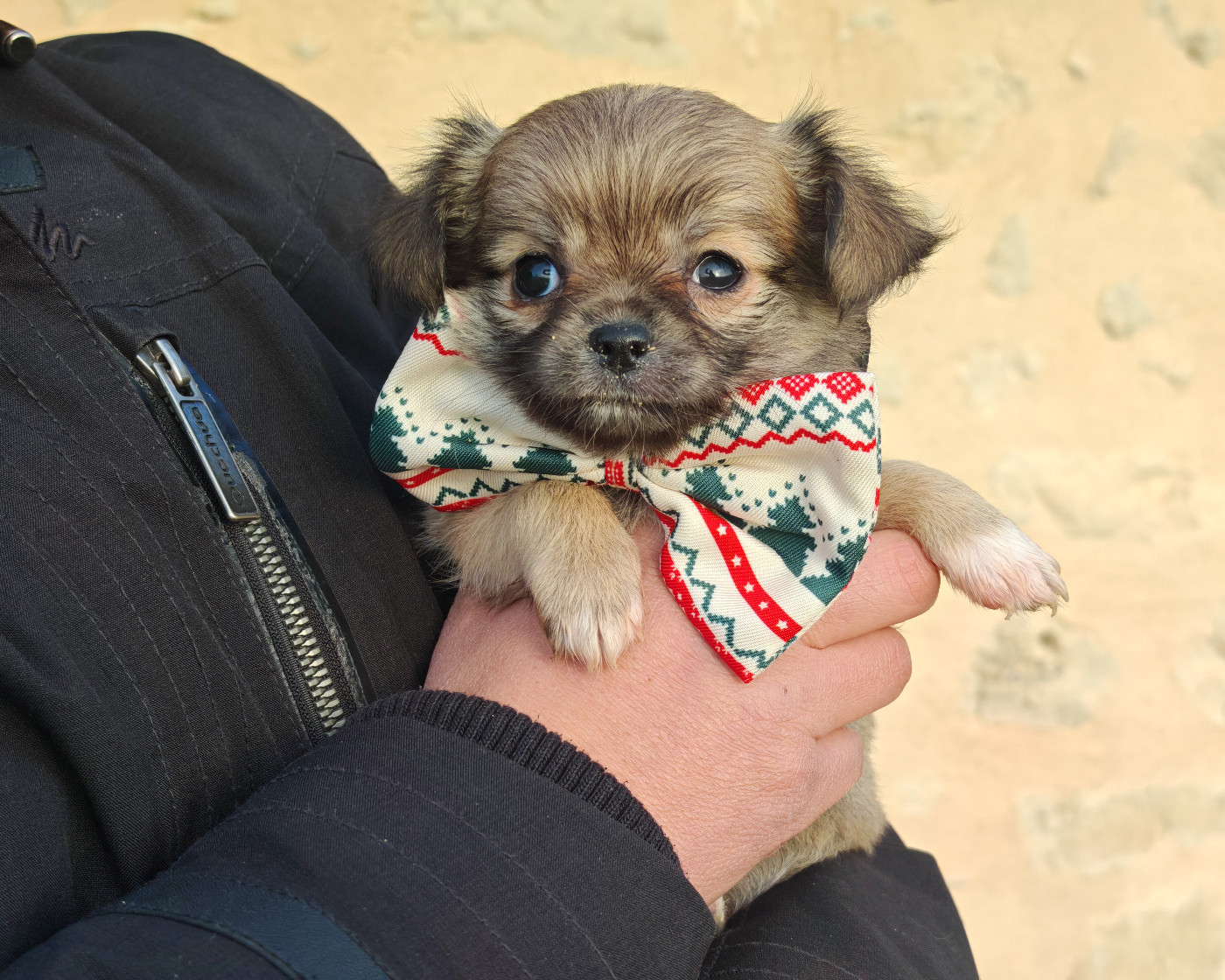 du Clan d'Adonis - Chiots disponibles - Chihuahua