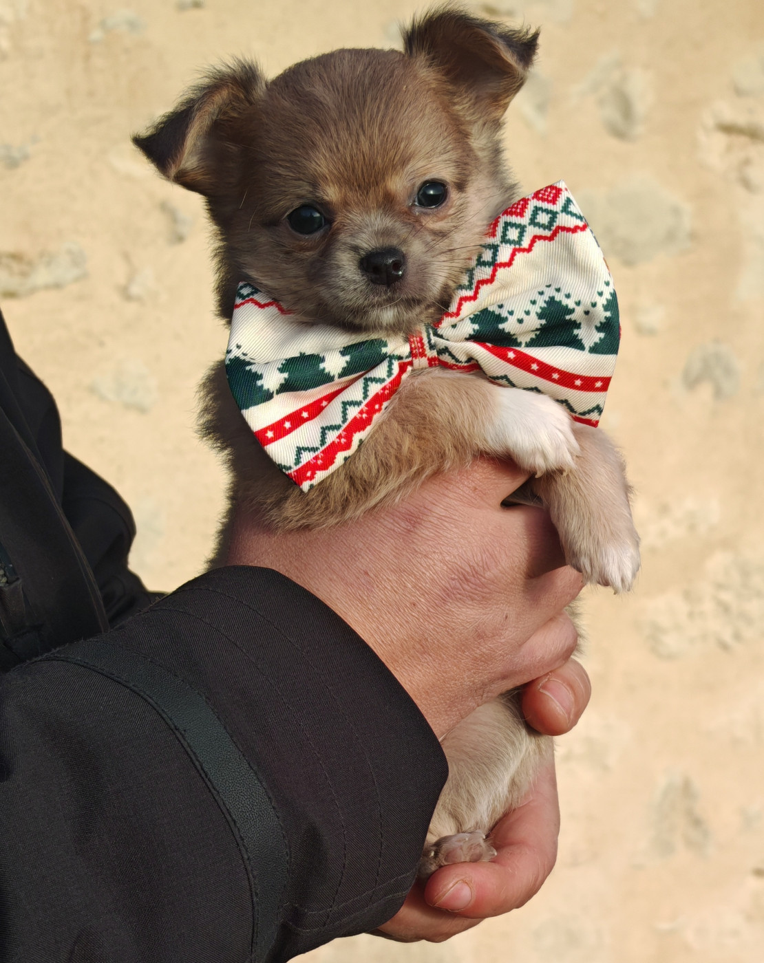 du Clan d'Adonis - Chiots disponibles - Chihuahua