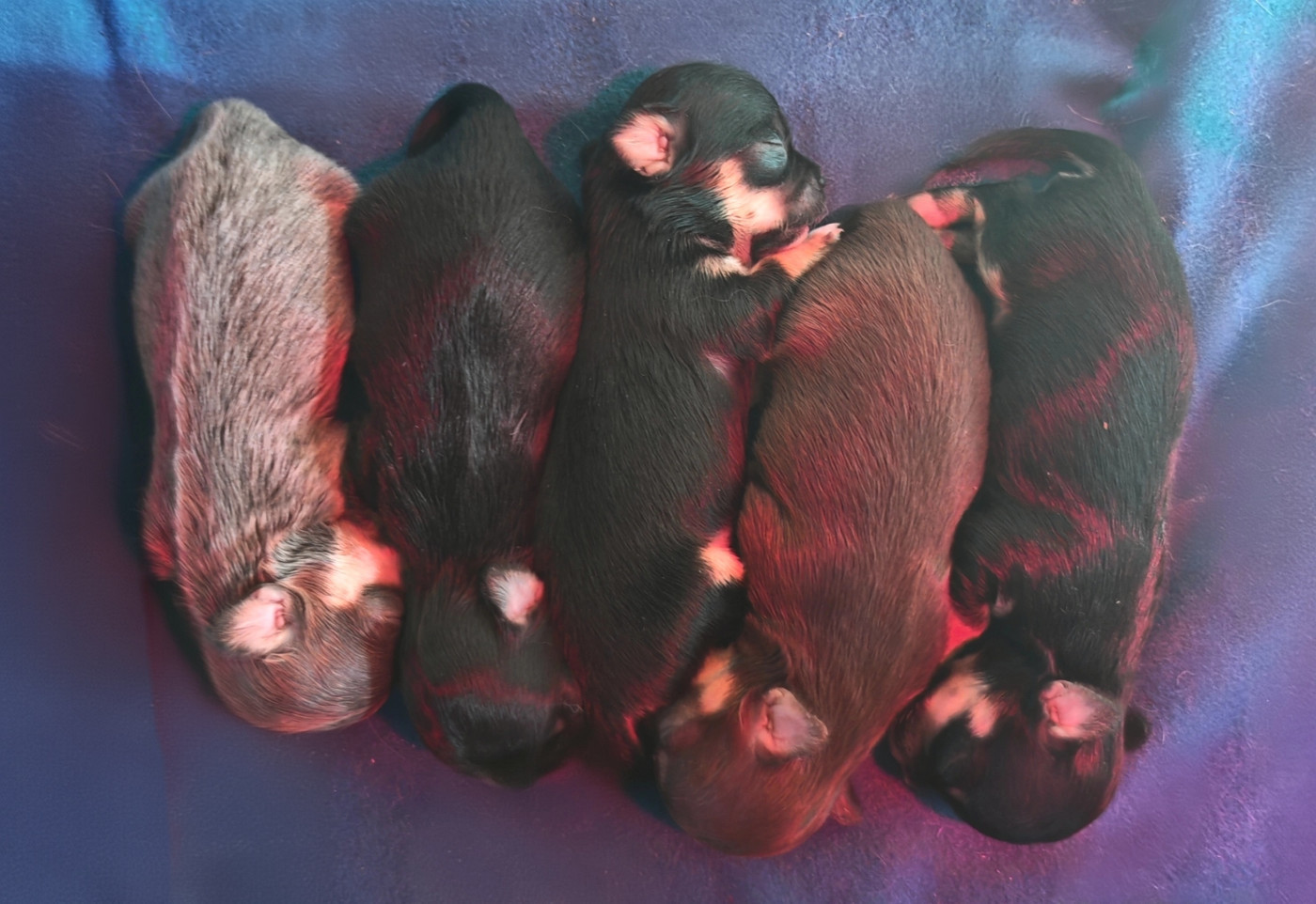 Chiot Chihuahua du Clan d'Adonis