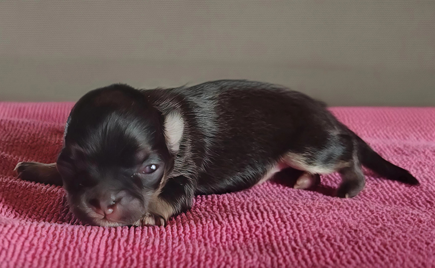 du Clan d'Adonis - Chiots disponibles - Chihuahua