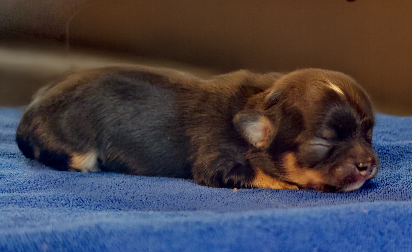 du Clan d'Adonis - Chiots disponibles - Chihuahua