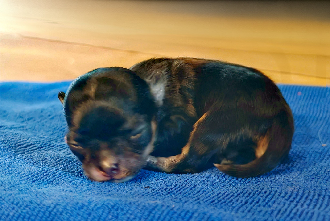 du Clan d'Adonis - Chiots disponibles - Chihuahua