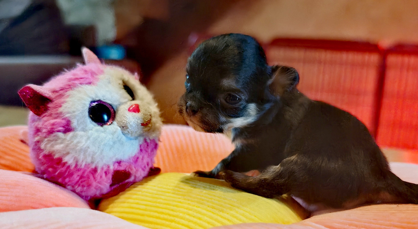 du Clan d'Adonis - Chiots disponibles - Chihuahua