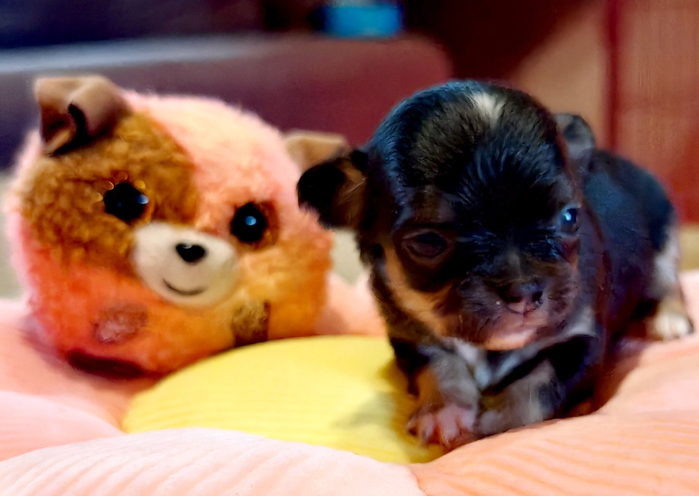 du Clan d'Adonis - Chiots disponibles - Chihuahua