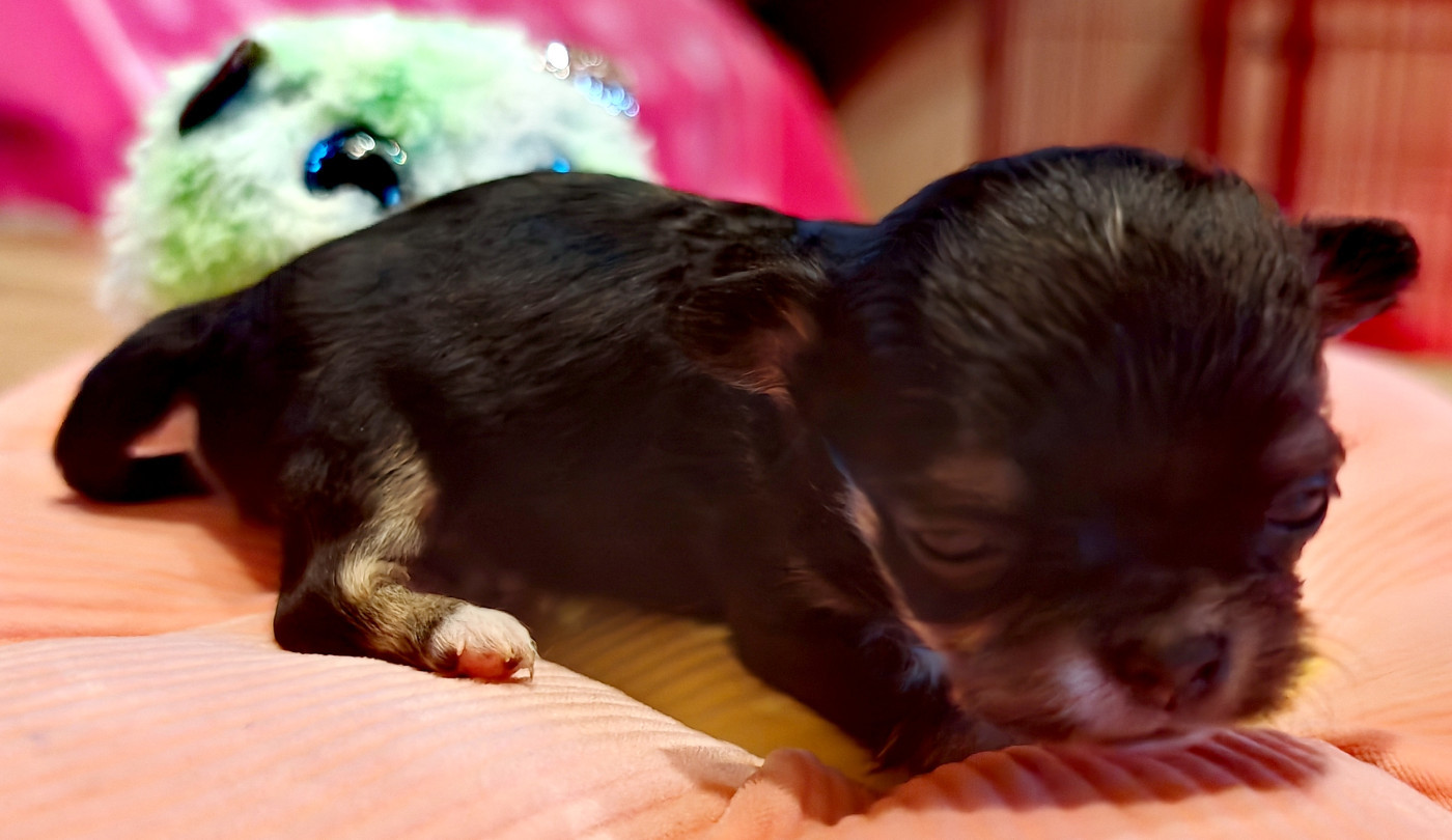 du Clan d'Adonis - Chiots disponibles - Chihuahua