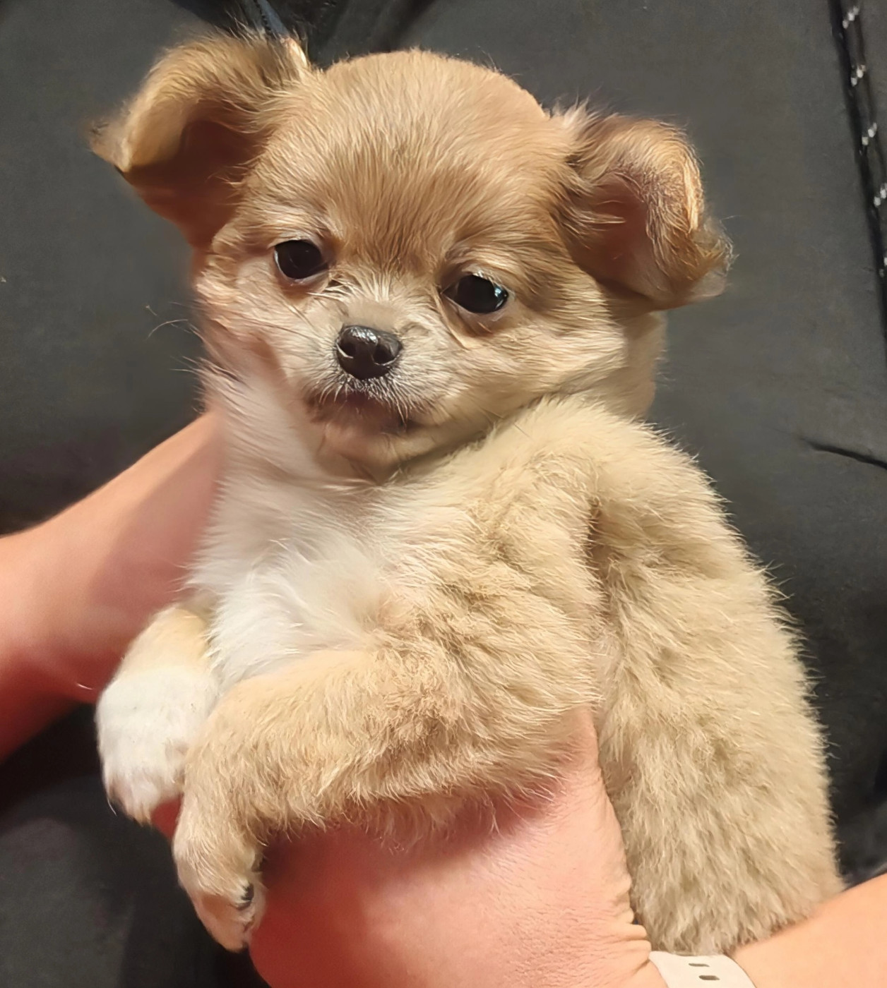 du Clan d'Adonis - Chiots disponibles - Chihuahua