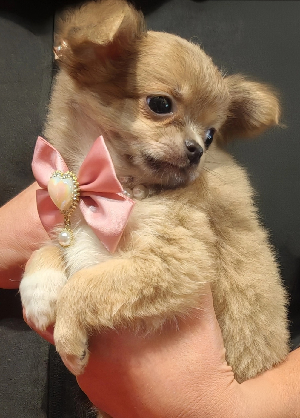 du Clan d'Adonis - Chihuahua - Portée née le 15/10/2025