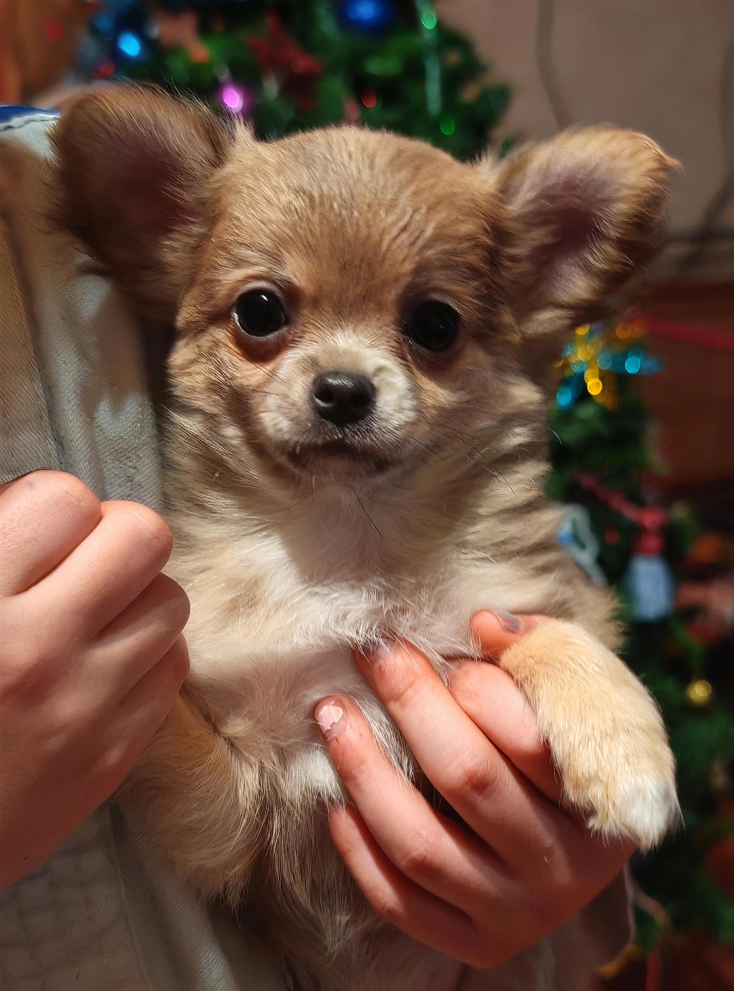 Chiot Chihuahua du Clan d'Adonis