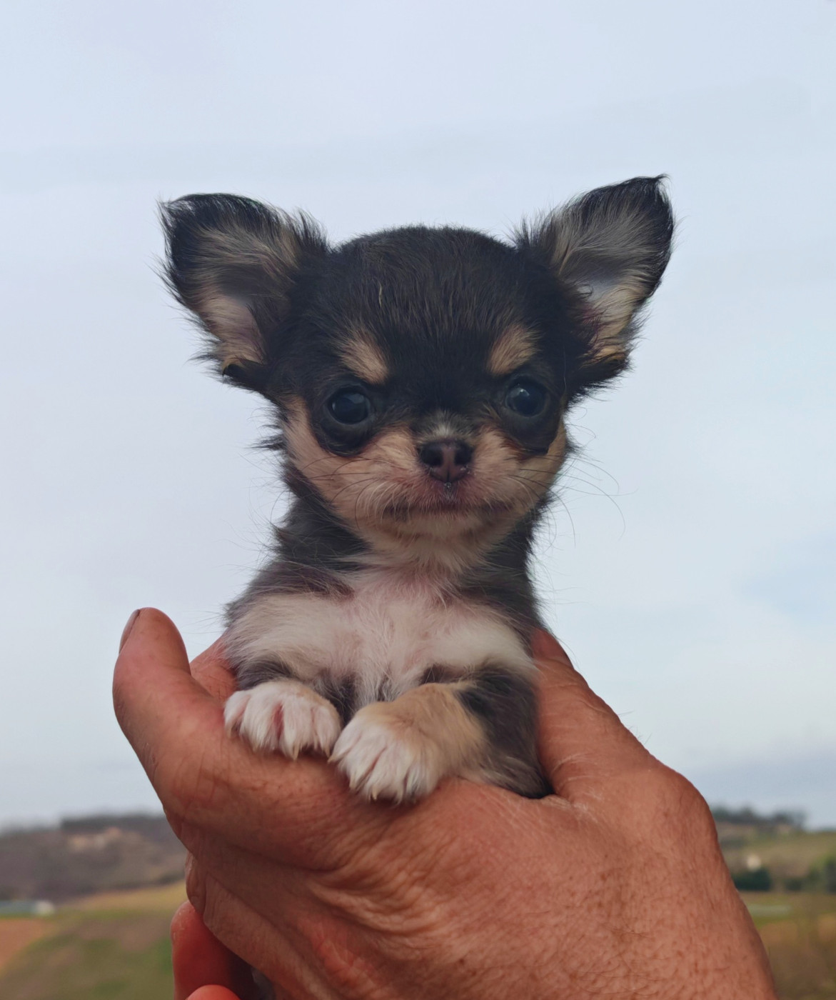 du Clan d'Adonis - Chiots disponibles - Chihuahua
