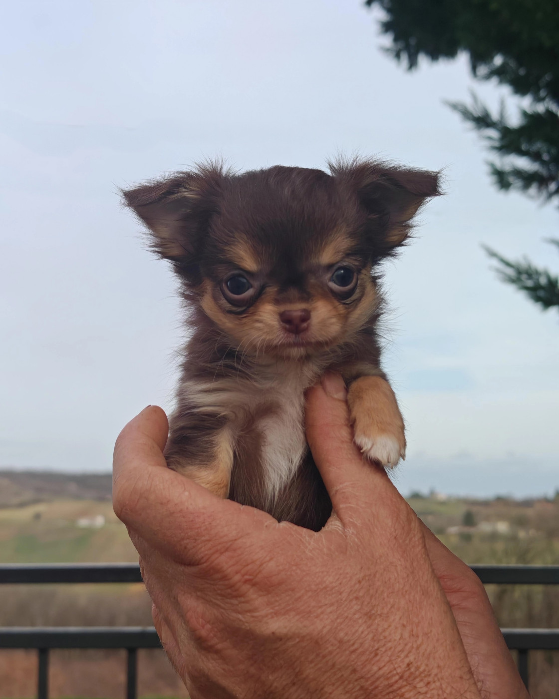 du Clan d'Adonis - Chiots disponibles - Chihuahua