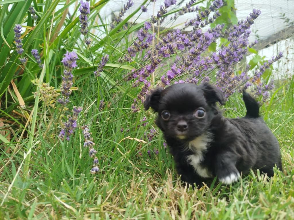 Chiot Chihuahua du Clan d'Adonis