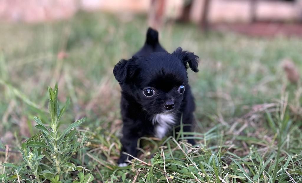 du Clan d'Adonis - Chiots disponibles - Chihuahua