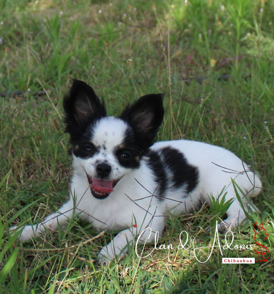 Chiot Chihuahua du Clan d'Adonis