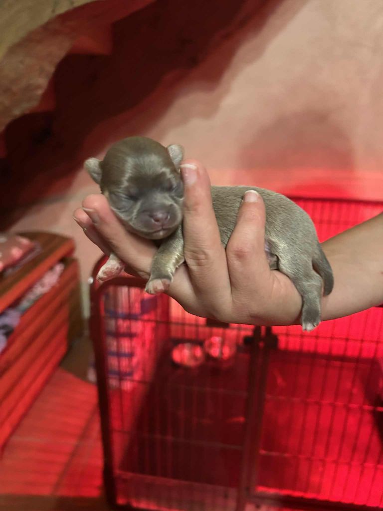 du Clan d'Adonis - Chihuahua - Portée née le 15/10/2025