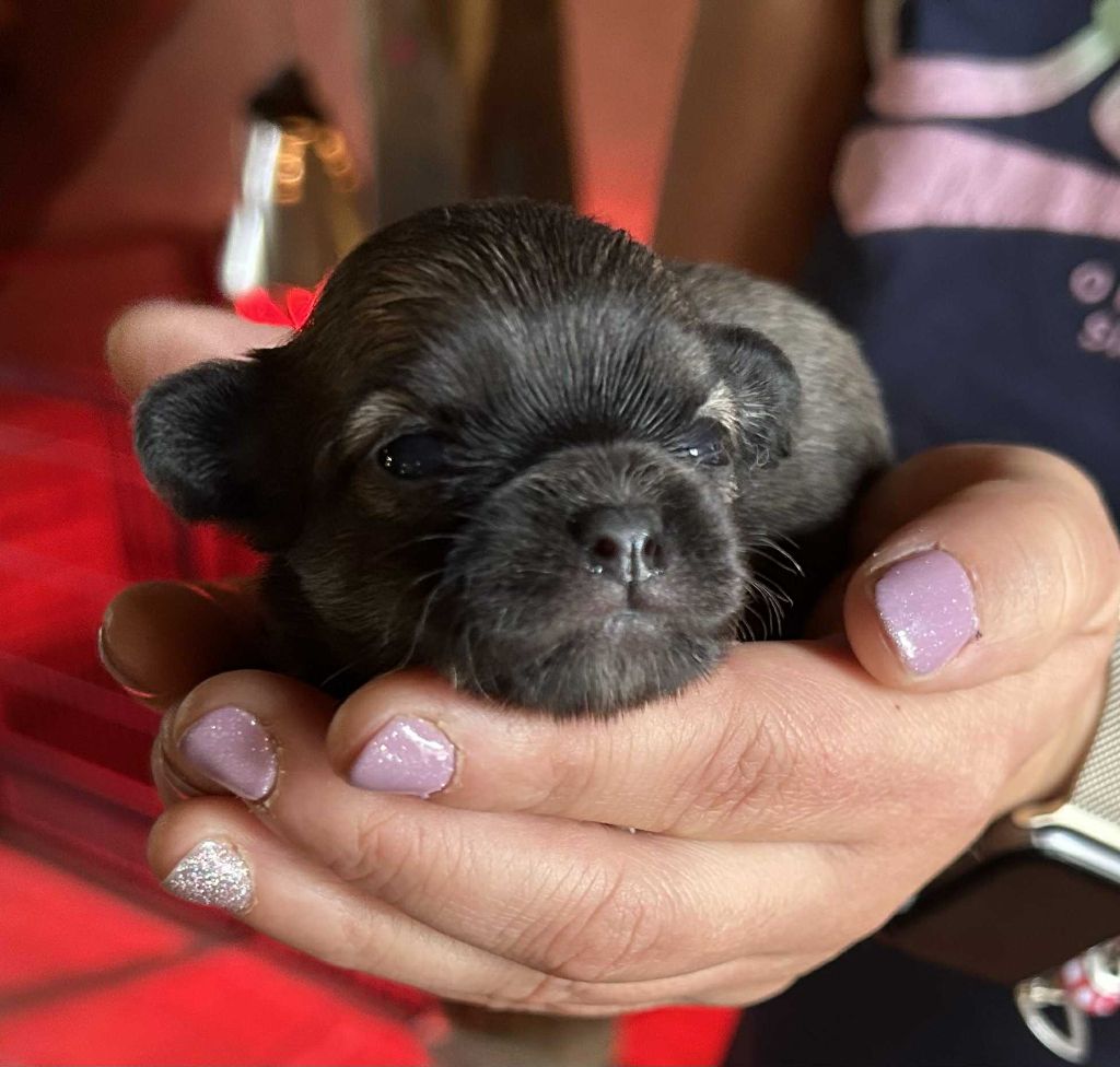 du Clan d'Adonis - Chiots disponibles - Chihuahua