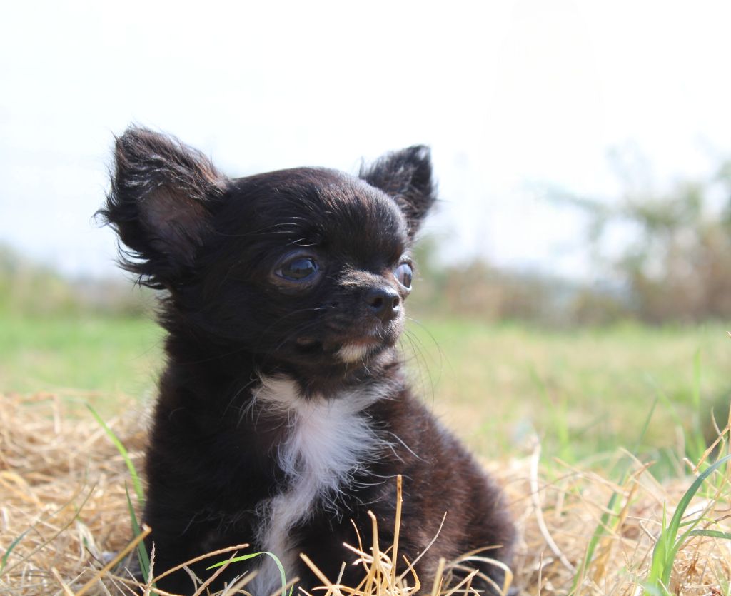 Chiot Chihuahua du Clan d'Adonis